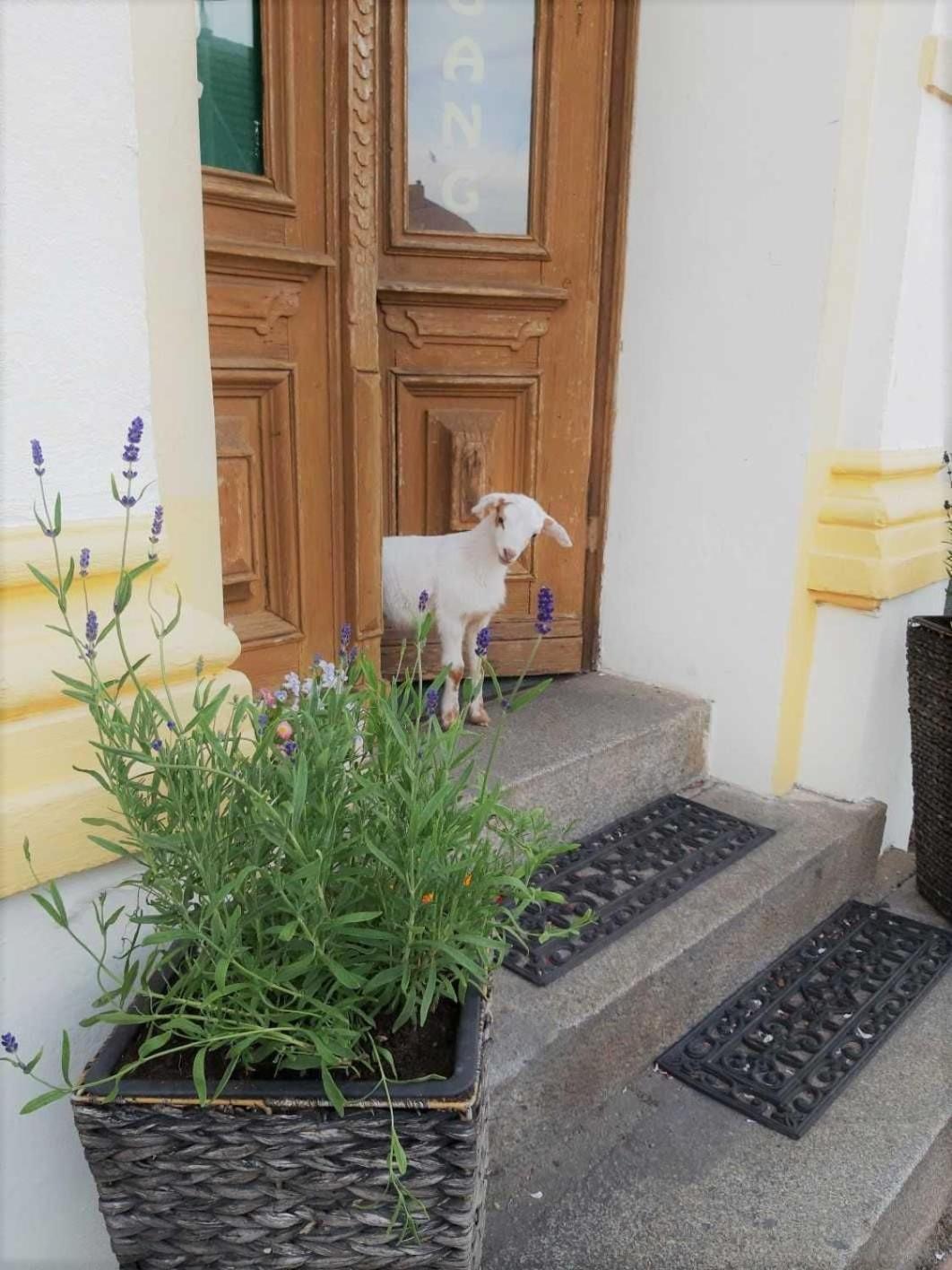 Hotel Pension Am Stadtgraben Lübbenau Zewnętrze zdjęcie